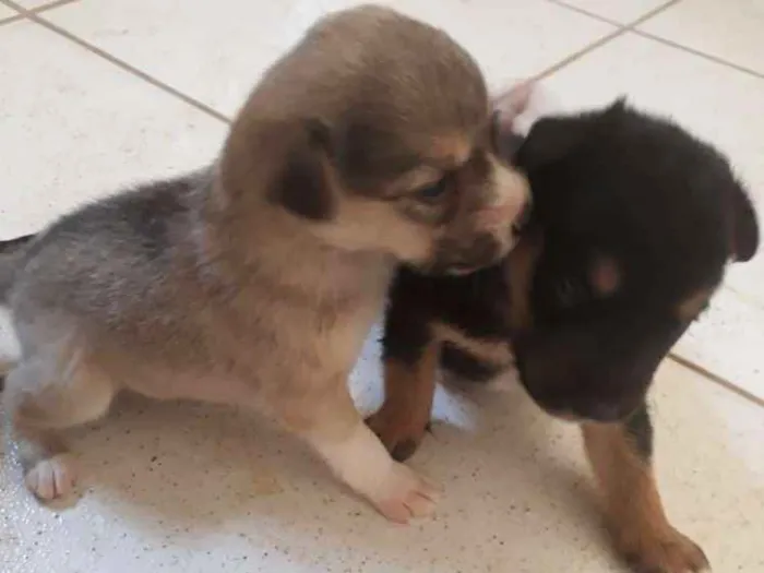 Cachorro ra a  idade Abaixo de 2 meses nome Filhotes