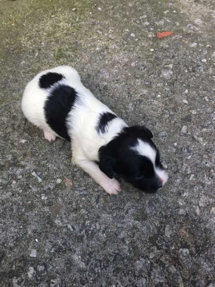 Cachorro ra a Sem raça  idade Abaixo de 2 meses nome Jully