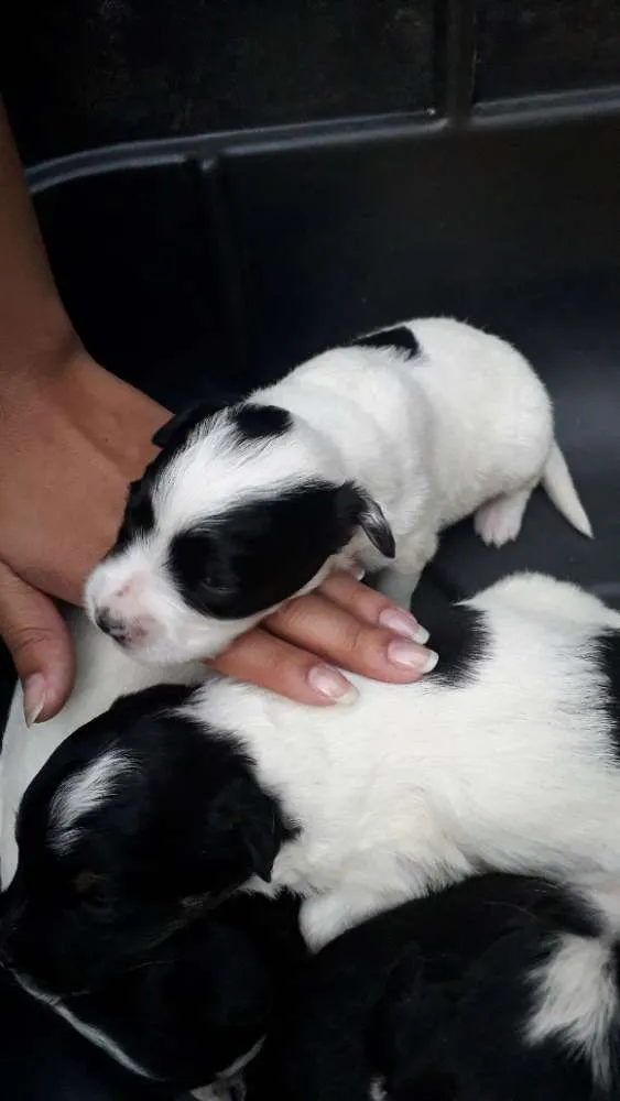 Cachorro ra a Sem raça  idade Abaixo de 2 meses nome Jully