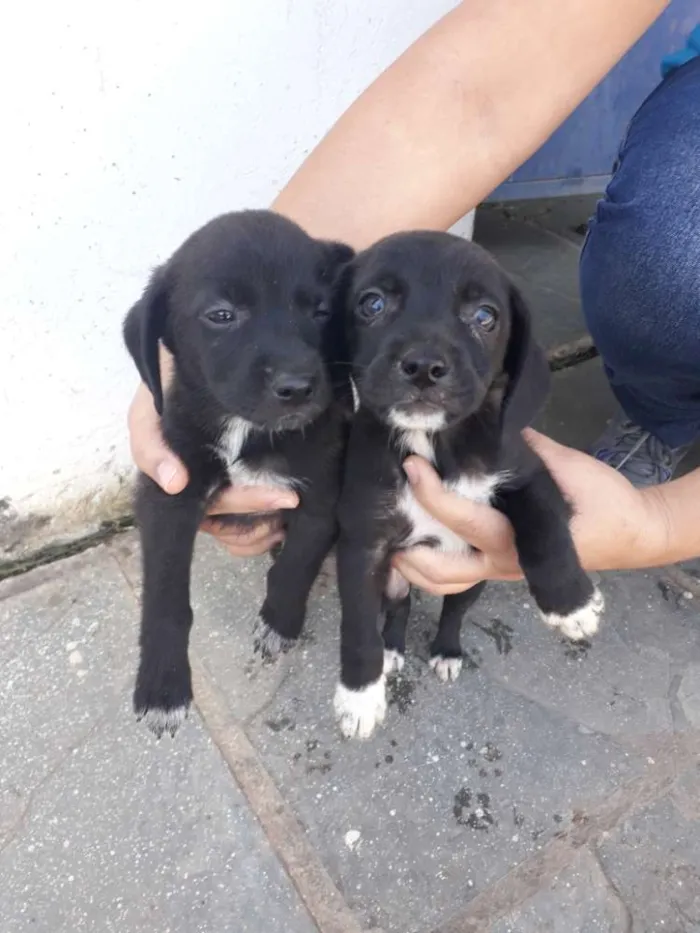 Cachorro ra a Sem raça definida  idade Abaixo de 2 meses nome Filhotes 