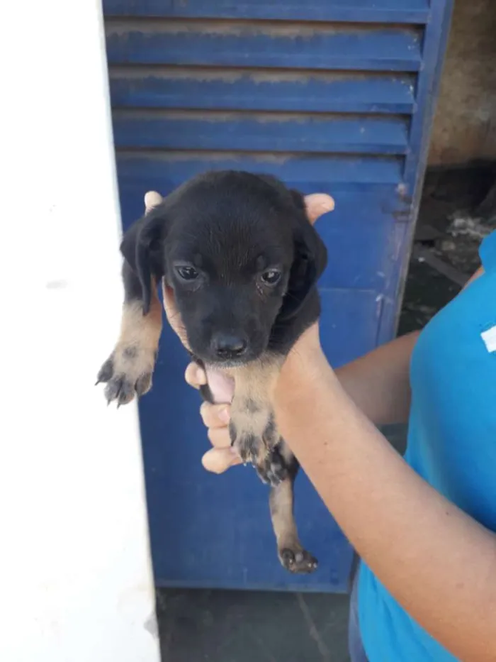 Cachorro ra a Sem raça definida  idade Abaixo de 2 meses nome Filhotes 