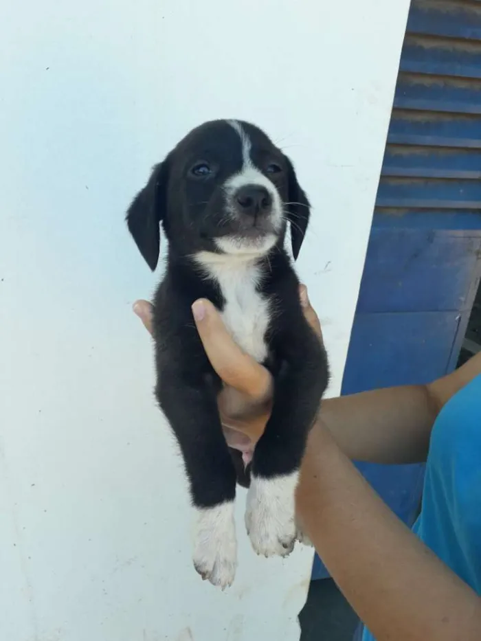 Cachorro ra a Sem raça definida  idade Abaixo de 2 meses nome Filhotes 