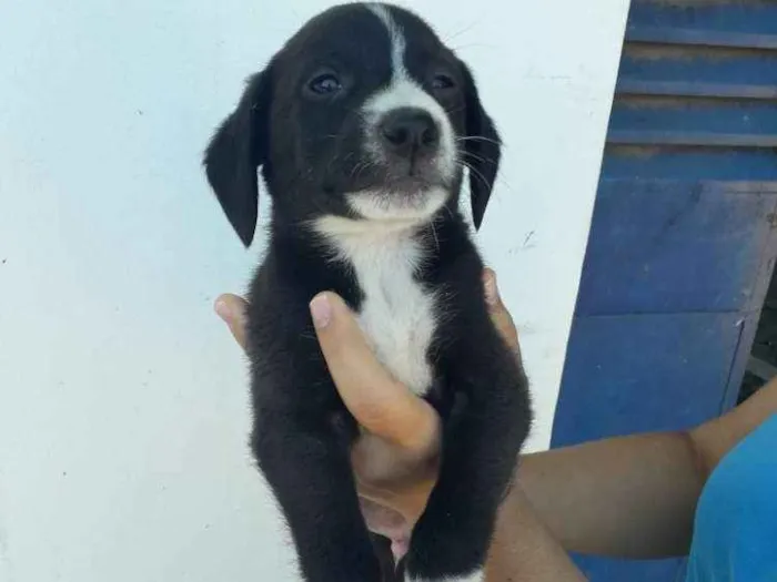 Cachorro ra a Sem raça definida  idade Abaixo de 2 meses nome Filhotes 