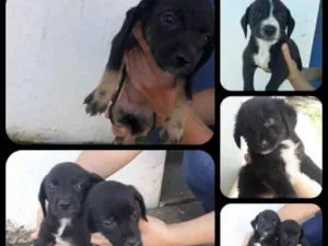 Cachorro raça Sem raça definida  idade Abaixo de 2 meses nome Filhotes 