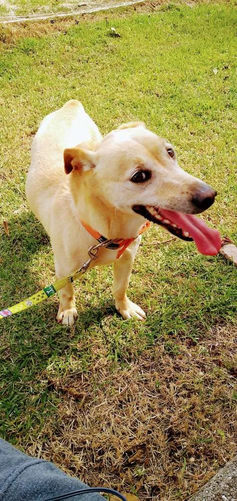 Cachorro ra a SRD (sem raça definida) idade 3 anos nome Bida