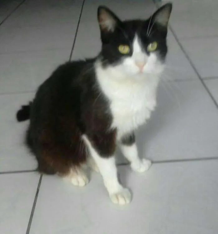 Gato ra a  idade 7 a 11 meses nome Frajola