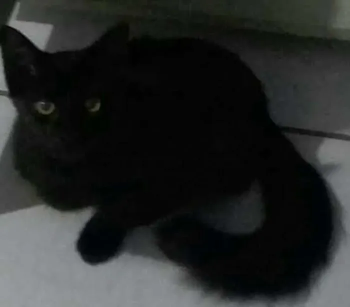 Gato ra a  idade 7 a 11 meses nome pretinho