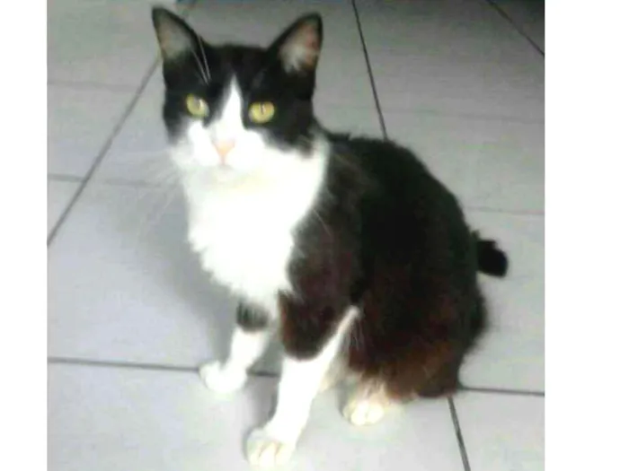 Gato ra a  idade 7 a 11 meses nome Frajola