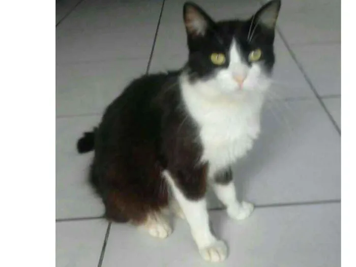 Gato ra a  idade 7 a 11 meses nome Frajola