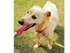 Cachorro raça SRD (sem raça definida) idade 3 anos nome Bida