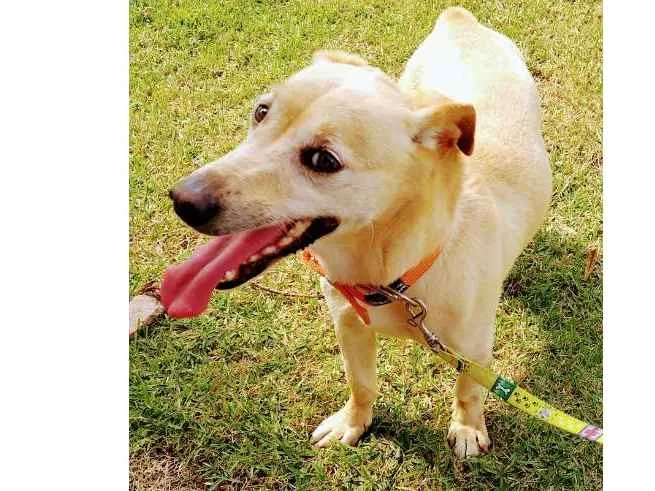 Cachorro ra a SRD (sem raça definida) idade 3 anos nome Bida
