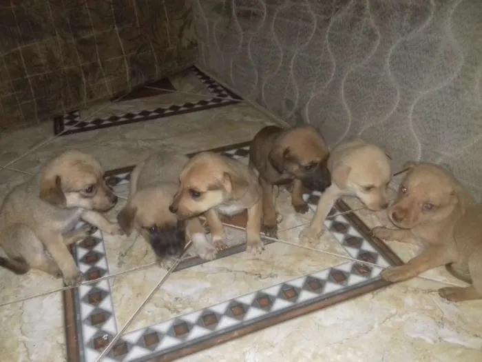 Cachorro ra a Vira lata idade Abaixo de 2 meses nome Não tem ainda