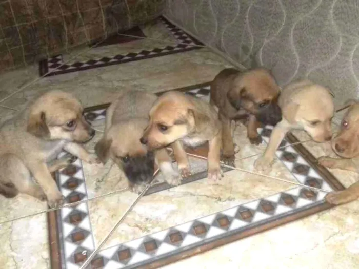 Cachorro ra a Vira lata idade Abaixo de 2 meses nome Não tem ainda