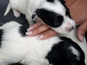 Cachorro raça Sem raça  idade Abaixo de 2 meses nome Jully