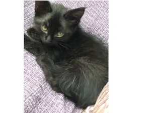 Gato raça Srd idade Abaixo de 2 meses nome Sem nome