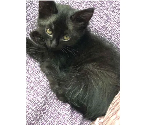 Gato ra a Srd idade Abaixo de 2 meses nome Sem nome