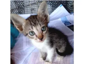 Gato raça Srd idade Abaixo de 2 meses nome Sem nome