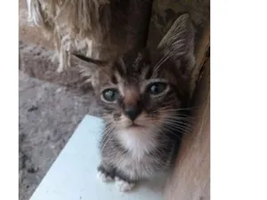 Gato raça Srd idade Abaixo de 2 meses nome Sem nome