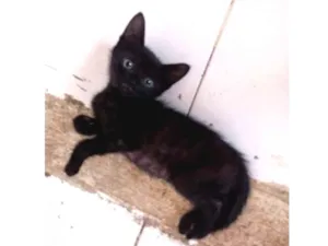 Gato raça Srd idade Abaixo de 2 meses nome Amora