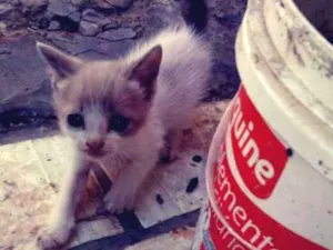 Gato raça Siamês idade Abaixo de 2 meses nome Sem nome
