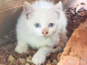Gato raça SRD idade 2 a 6 meses nome Sofia 