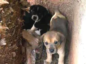 Cachorro raça SRD idade Abaixo de 2 meses nome Bebes