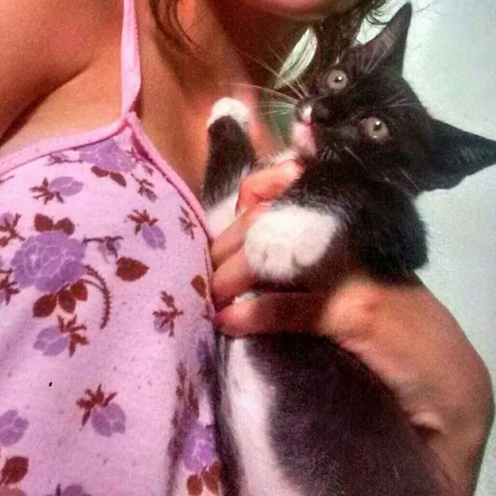 Gato ra a Siamês idade 2 a 6 meses nome Amy e Freddie