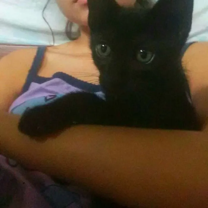 Gato ra a Siamês idade 2 a 6 meses nome Kurt e Cazuza