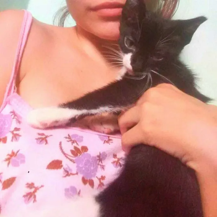 Gato ra a Siamês idade 2 a 6 meses nome Chester