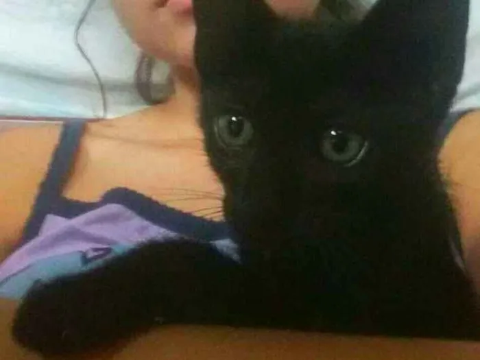 Gato ra a Siamês idade 2 a 6 meses nome Kurt e Cazuza