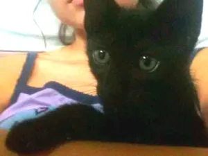 Gato raça Siamês idade 2 a 6 meses nome Kurt e Cazuza