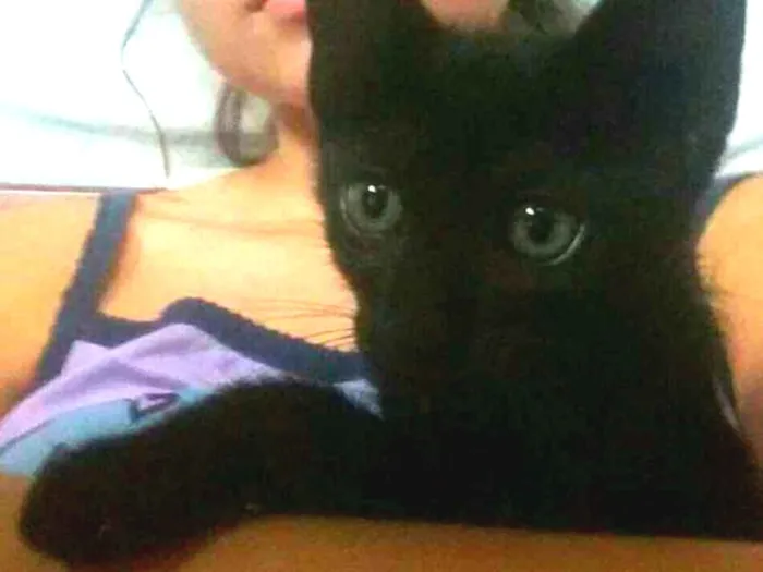 Gato ra a Siamês idade 2 a 6 meses nome Kurt e Cazuza