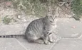 Gata malhada