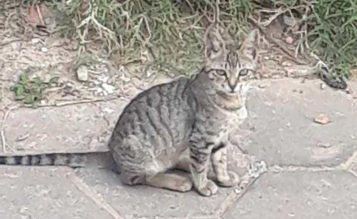 Gato ra a Não sei idade Abaixo de 2 meses nome Gata malhada