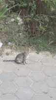 Gata malhada