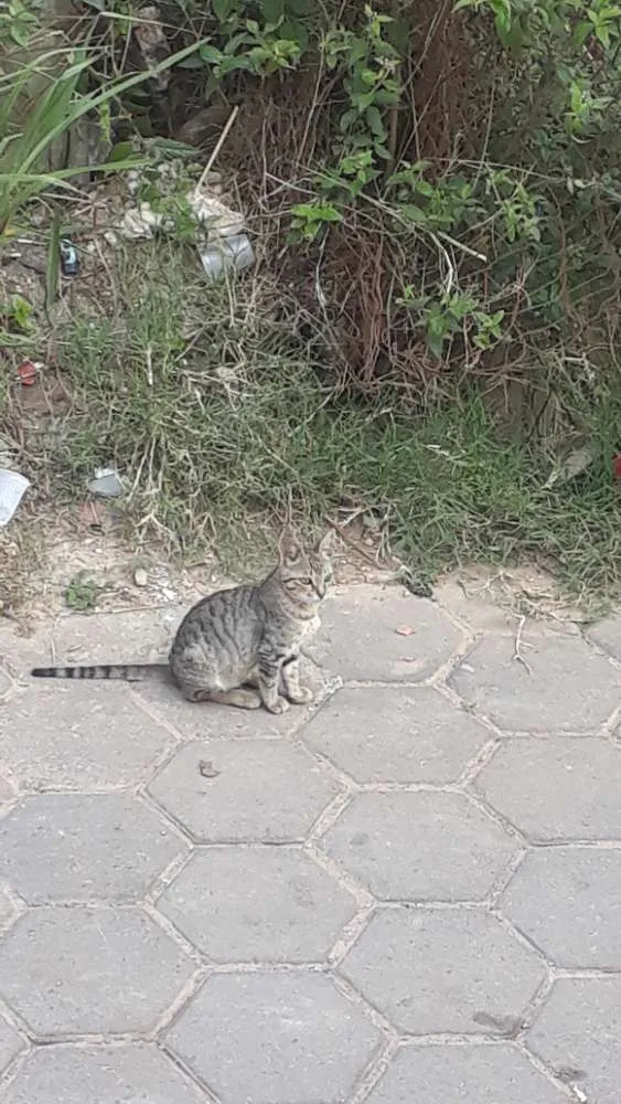Gato ra a Não sei idade Abaixo de 2 meses nome Gata malhada