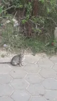 Gata malhada