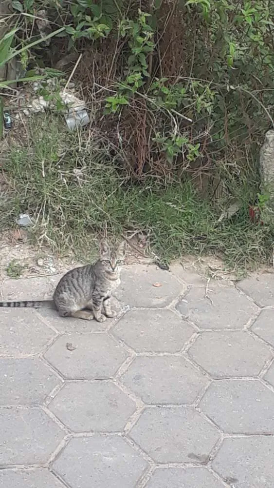 Gato ra a Não sei idade Abaixo de 2 meses nome Gata malhada