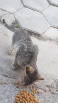 Gata malhada