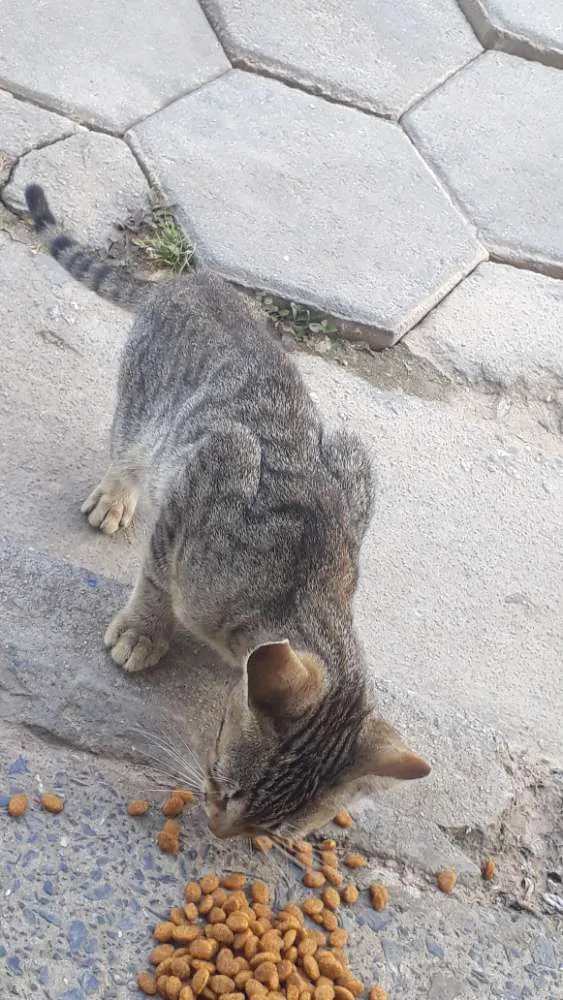 Gato ra a Não sei idade Abaixo de 2 meses nome Gata malhada