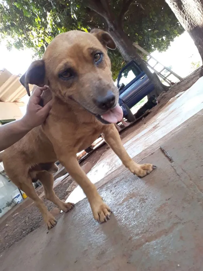 Cachorro ra a Vira lata idade 2 anos nome Nenê 