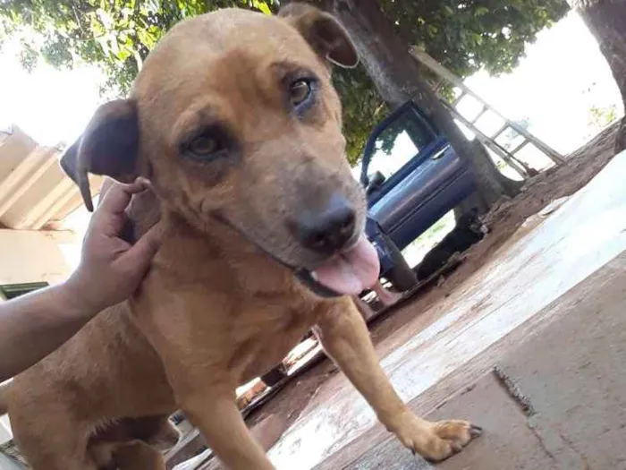 Cachorro ra a Vira lata idade 2 anos nome Nenê 