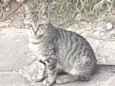 Gata malhada