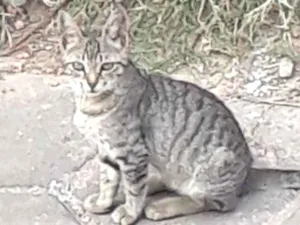 Gato raça Não sei idade Abaixo de 2 meses nome Gata malhada