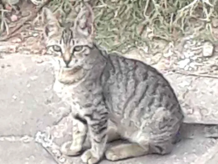Gato ra a Não sei idade Abaixo de 2 meses nome Gata malhada
