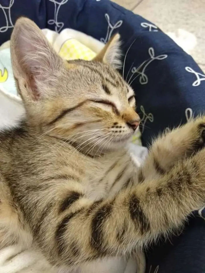 Gato ra a Indefinida idade Abaixo de 2 meses nome Sem nome