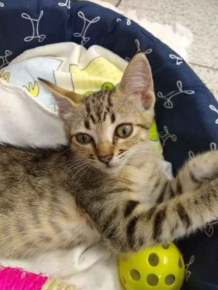 Gato ra a Indefinida idade Abaixo de 2 meses nome Sem nome