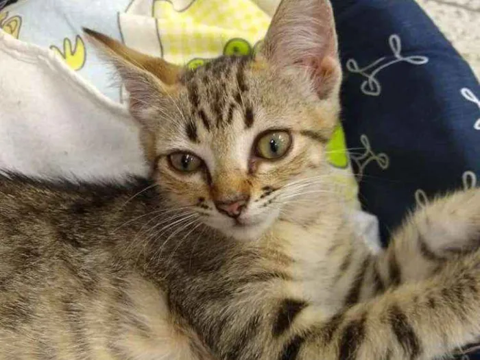 Gato ra a Indefinida idade Abaixo de 2 meses nome Sem nome