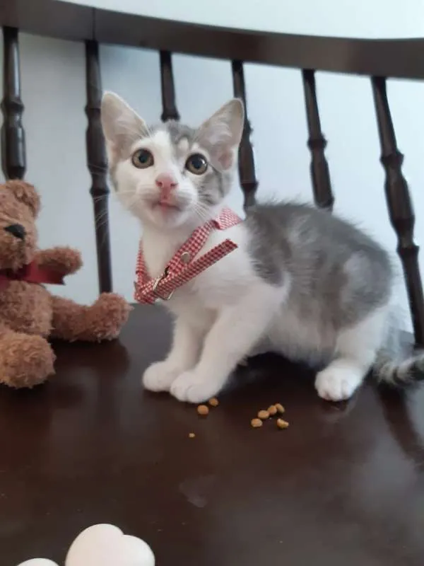 Gato ra a SRD idade 2 a 6 meses nome Cereja