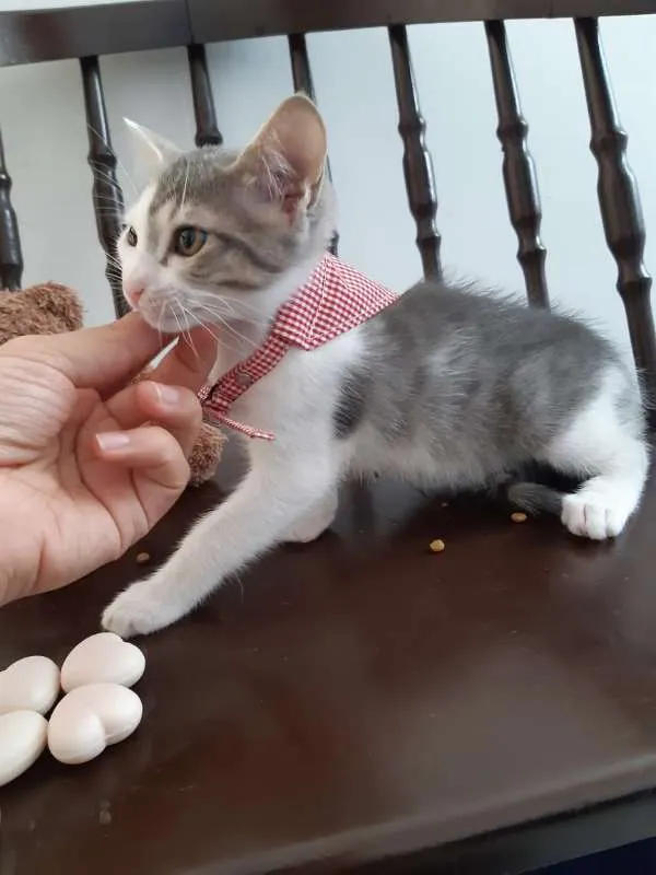 Gato ra a SRD idade 2 a 6 meses nome Cereja